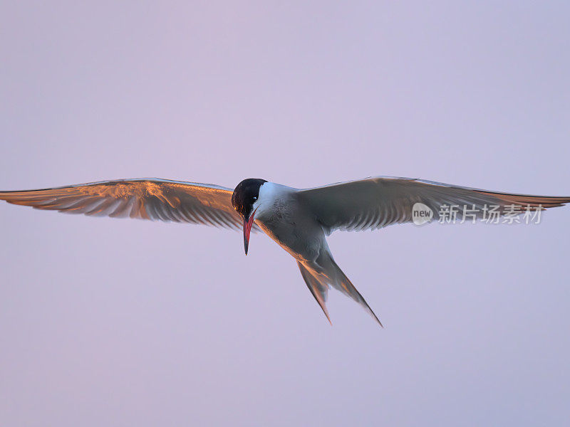 普通名词(sterna hirundo)